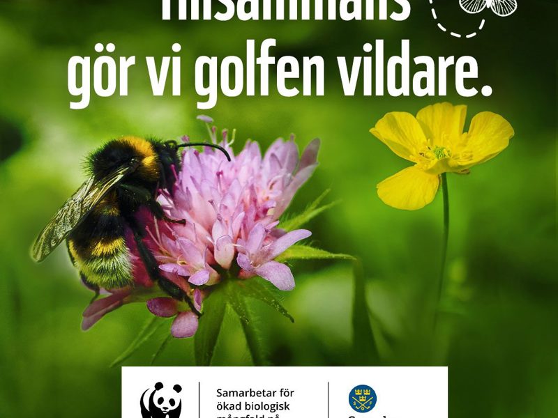 Nytt samarbete mellan WWF och Svenska Golfförbundet: Gör golfen vildare