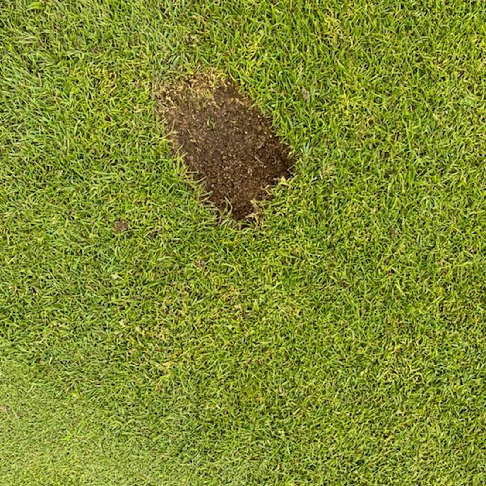 Torv Green1